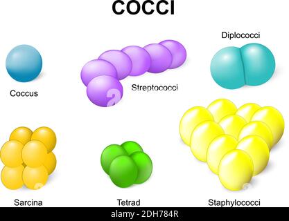 Kokken oder Kokken. Häufige Bakterien infizieren Menschen. Stock Vektor