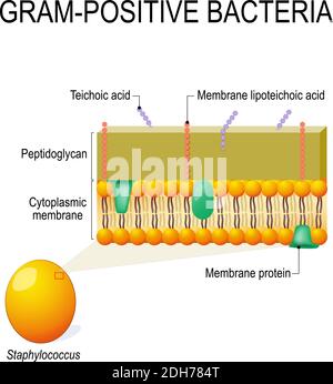 Zellwandstruktur von Gram-positiven Bakterien zum Beispiel Staphylococcus. Vektordiagramm für pädagogische, medizinische, biologische und wissenschaftliche Nutzung Stock Vektor