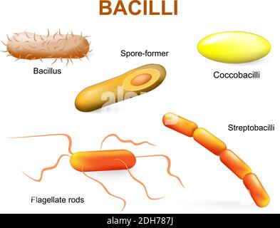 Bacillii. Häufige Bakterien infizieren Menschen. Stock Vektor