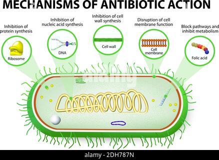 Antibiotikum. Mechanismen der Wirkung von antimikrobiellen Mitteln Stock Vektor