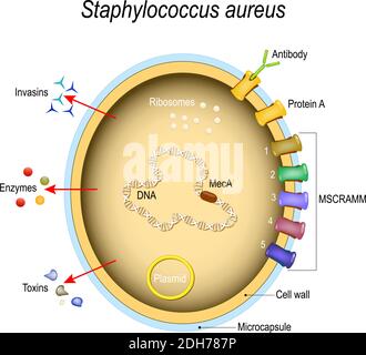 Staphylococcus aureus Zellstruktur und pathogene Faktoren. Zellkomponenten. vektorgrafik für Medizin, Bildung und Wissenschaft Stock Vektor