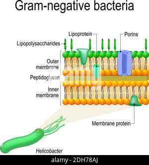 Zellwandstruktur von gramnegativen Bakterien zum Beispiel Helicobacter. Vektordiagramm für pädagogische, medizinische, biologische und wissenschaftliche Nutzung Stock Vektor