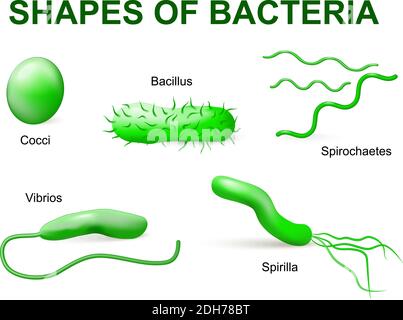 Häufige Bakterien infizieren Menschen. vektor-Illustration. Bakterien werden nach ihren Grundformen in 5 Gruppen eingeteilt: Kugelförmig (Kokken), Stab Stock Vektor