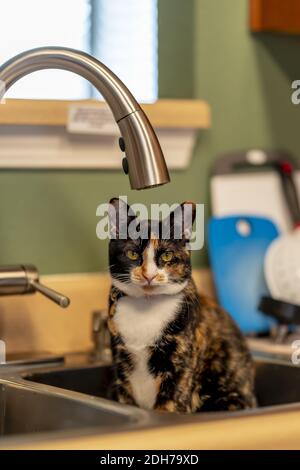 Eine wunderschöne Hauskatze genießt seine Umgebung in EINEM Haus Umwelt Stockfoto