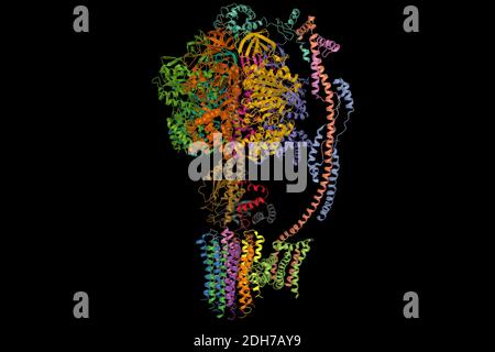 Ovine mitochondriale ATP-Synthase, 3D-Bändchenmodell isoliert, schwarzer Hintergrund Stockfoto