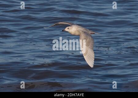 Island Gull (Larus glaucoides) Weybourne Norfolk Dezember 2020 Stockfoto