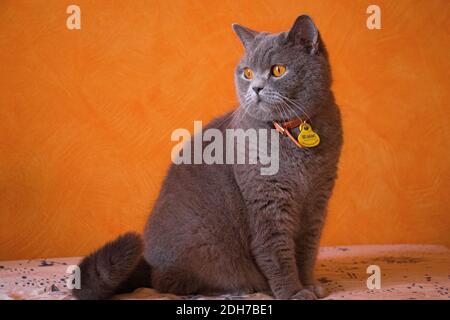 Gato British Blue fondo naranja mirando de perfil Stockfoto