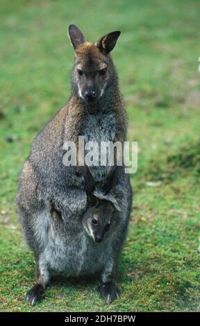 Bennett Wallaby, Macropus Rufogriseus, Mutter mit Joey im Beutel Stockfoto