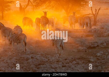 Burchells Zebras, Equus quagga burchellii, Spaziergang in den Sonnenuntergang im Norden Namibias Stockfoto