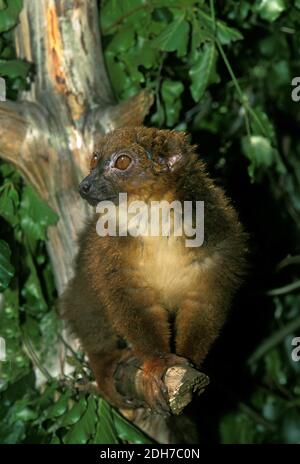 Roter Bauchlemur, eulemur rubriventer, Erwachsener steht auf Zweig Stockfoto