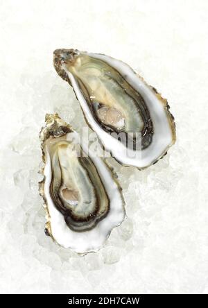 Französische Austern genannt Marennes d'Oleron, frische Meeresfrüchte auf Eis Stockfoto