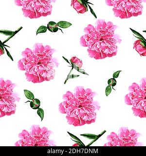 Muster mit Pfingstrosen rosa Pfingstrosen auf weißem Hintergrund Pfingstrosen In Aquarell Stockfoto