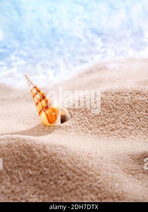 Allein Muschel im Sonnenlicht auf dem Sand liegend. Für Text platzieren. Meereshintergrund. Nahaufnahme. Natur Hintergrund. Stockfoto