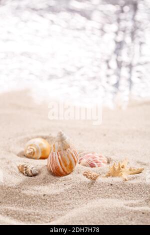 Muscheln an einer tropischen Küste, die auf goldenem Sand unter der heißen Sommersonne liegt. Für Text platzieren. Verschwommenes Meer im Hintergrund. Stockfoto