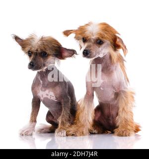 Zwei chinesische Crested Hunde sitzen auf einem weißen Hintergrund und schauen mit Interesse weg. Hunde mit braunem Fell. Stockfoto