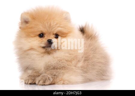 Hellbrauner pommerischer Spitz liegt und posiert vor der Kamera. Studio-Aufnahmen auf weißem Hintergrund. Stockfoto