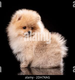 Schöne pommersche Welpen im Studio auf schwarzem Hintergrund. Niedlicher Hund posiert vor der Kamera des Fotografen. Stockfoto