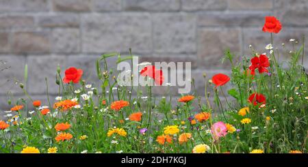 Bunte Blumenwiese mit verschiedenen Wildblumen vor einer Backsteinmauer als Hintergrund. Stockfoto