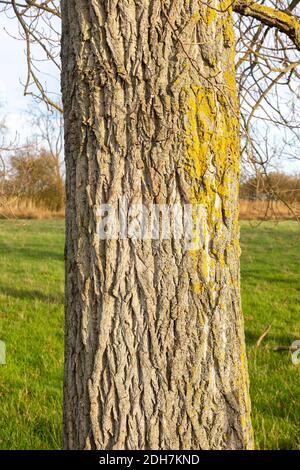 Nahaufnahme der Rinde am Stamm des Eschenbaums, Fraxinus excelsior, mit orangefarbener Schildflechte Xanthoria parietina Stockfoto