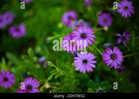 Eine selektive Fokusaufnahme von lila osteospermum Blumen in der Ein Stockfoto