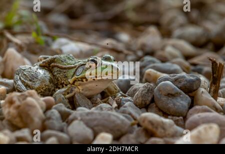 Ein schöner grüner Seenfrosch steht auf den Felsen. Ein Froschporträt mit unglaublichen schwarzen und gelben Mustern und mystischen Augen, die den ent reflektieren Stockfoto