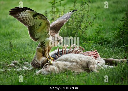 Mäusebussard Stockfoto