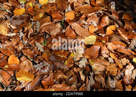 Fotos für eine Funktion auf Wellesley Woodland, Aldershot - Herbstwochenende Spaziergänge Feature. Waldwege. Stockfoto