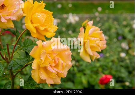 Rose Gold Marie Stockfoto