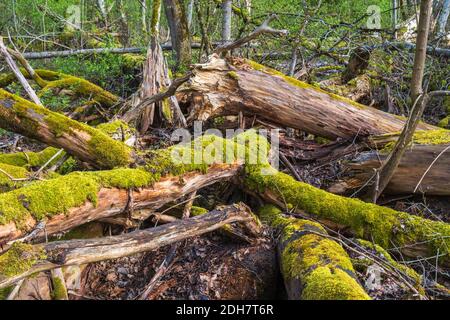 Alte faule Baumstämme mit Moos Stockfoto