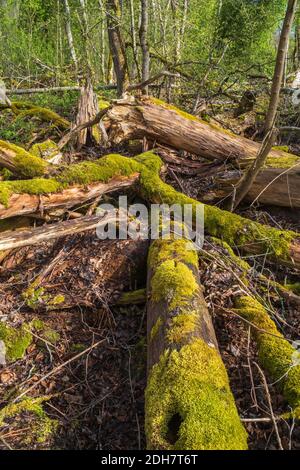 Verfaulte Baumstämme mit Moos in einem Wald bedeckt Stockfoto