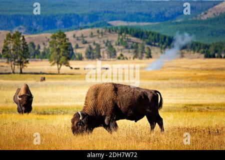 Bison Beweidung im yellowstone Nationalpark USA Stockfoto