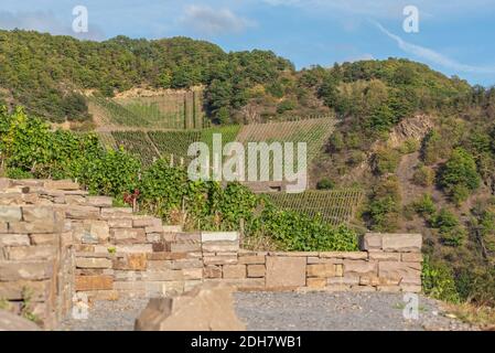 Weinanbaugebiet Stockfoto