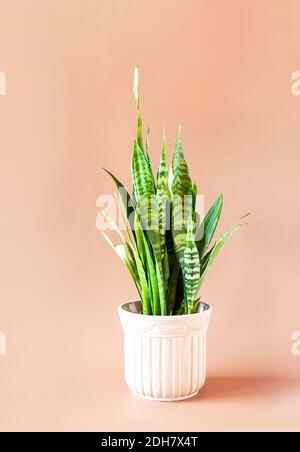 Sansevieriya Zimmerpflanze wächst in einem Blumenkeramiktopf Stockfoto