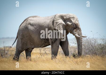 Afrikanischer Buschelefant ragt durch langes Gras Stockfoto