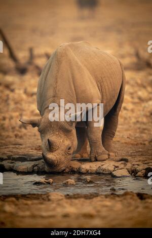 Schwarzes Nashorn steht trinken aus felsigen Wasserloch Stockfoto