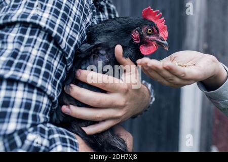 Mittelteil des Mannes, der Henne trägt, während die Frau es füttert Geflügelfarm Stockfoto