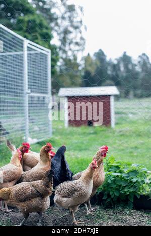 Henne auf Geflügelfarm Stockfoto