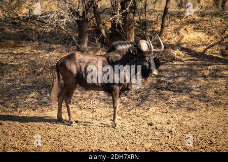 Schwarze Gnus steht im Profil in der Nähe von Bäumen Stockfoto