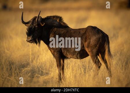 Schwarzer Gnus steht im Profil in der Savanne Stockfoto