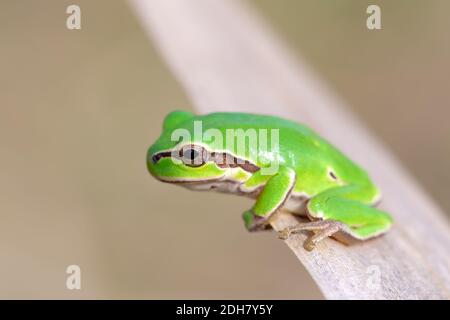 Europäischer Baumfrosch (Hyla arborea früher Rana arborea) kleiner Baumfrosch in Europa Wildtiere gefunden. Hortobagy Nationalpark, Ungarn, puszta Stockfoto