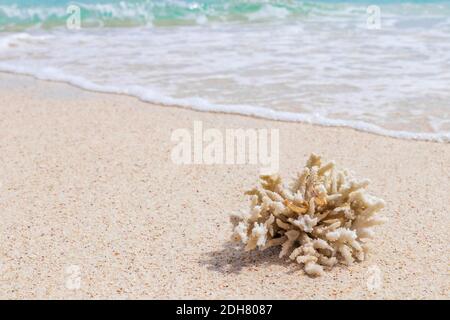 Eheringe auf Korallen am Strand. Flitterwochen auf Koh Nang Yuan Thailand. Stockfoto