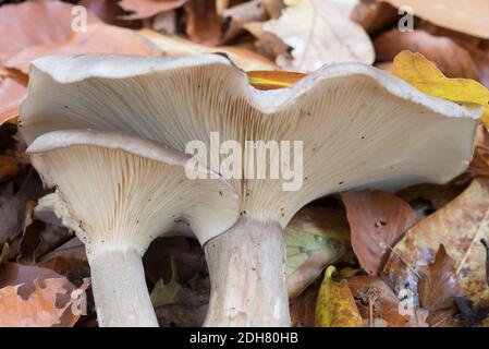 Trübentrichter-Pilz (Clitocybe nebularis) Stockfoto