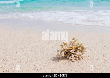 Eheringe auf Korallen am Strand. Flitterwochen auf Koh Nang Yuan Thailand. Stockfoto