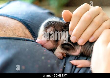 Nahaufnahme von niedlichen Neugeborenen Junge von Mini-Schwein schlafen auf menschlichen Händen. Mini Schwein Baby liegt auf mans Brust. Geringe Schärfentiefe. Stockfoto