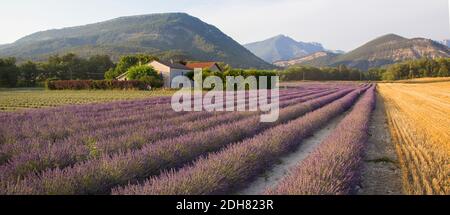 Englischer Lavendel (Lavandula angustifolia, Lavandula officinalis), Lavendelfeld und Bauernhaus vor der Bergkulisse, Frankreich, Stockfoto