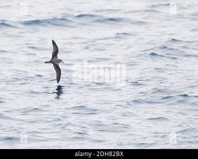 Weich gefiederter Sturmvogel (Pterodroma mollis), der tief über der Pazifischen Ozeanoberfläche fliegt und ein Muster des oberen Flügels zeigt, Neuseeland, Chatham-Inseln Stockfoto