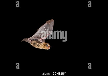 Sopranpipistrelle (Pipistrellus pygmaeus, Pipistrellus mediterraneus), im Flug während der Nacht, Frankreich Stockfoto