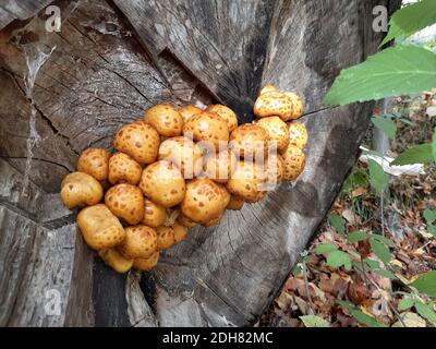 Honigpilz (Armillaria mellea), wächst an der Schnittstelle eines Laubbaumes, Deutschland Stockfoto