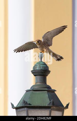 Europäischer Kestrel, Eurasischer Kestrel, Alter Weltkestrel, gewöhnlicher Kestrel (Falco tinnunculus), weibliche Landung auf einer Schinkelleuchte, Deutschland, Bayern Stockfoto