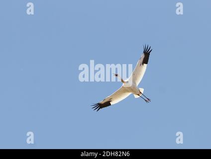 Großer weißer Kranich (Grus leucogeranus, Leucogeranus leucogeranus), unreif, vom Aussterben bedroht, Sibirischer Kranich im Flug, China, Heilongjiang Stockfoto